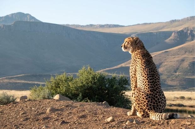 INTERVIU EXCLUSIV cu regizoarea Kate Laurie despre noul documentar National Geographic „Africa: Tărâmul Sălbatic” 62 image 22