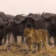 Noutățile lunii octombrie 2026 la National Geographic și National Geographic Wild 78 image 23