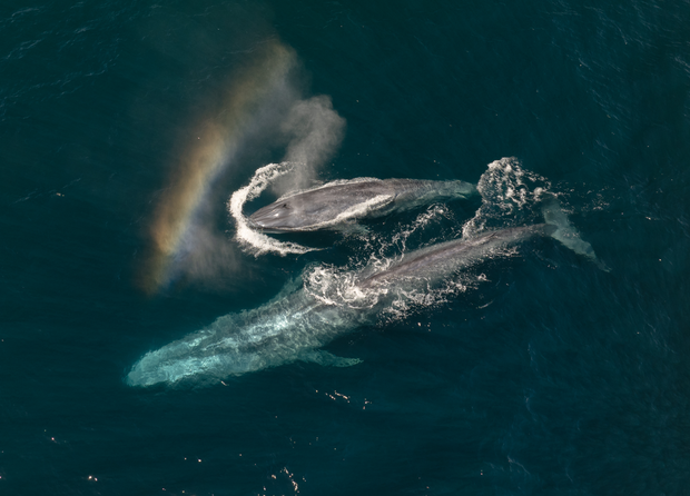 Noutățile lunii noiembrie 2026 la National Geographic și National Geographic Wild 61 image 10